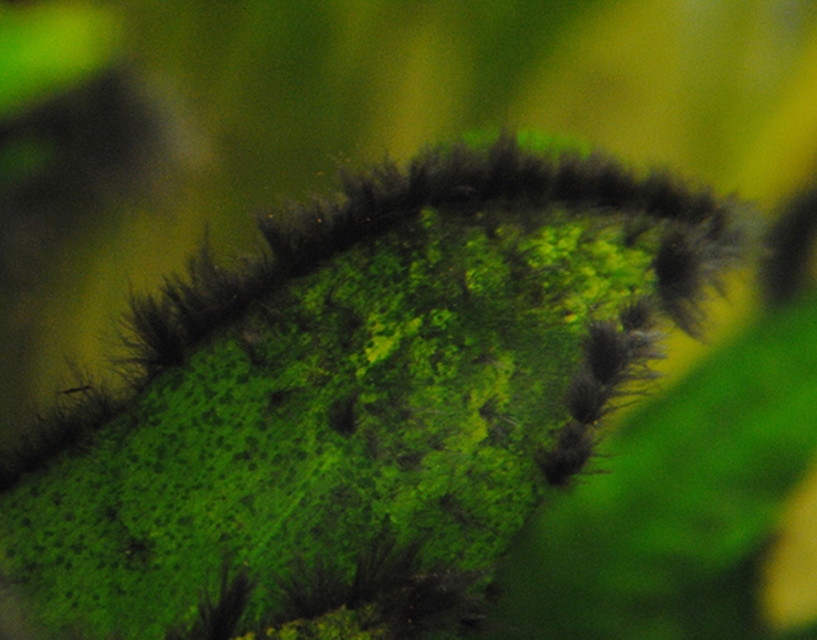 جلبک فرچه ای / خوشه ای سیاه (BBA)