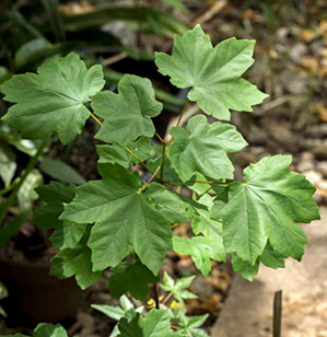 گونه Acer hyrcanum.